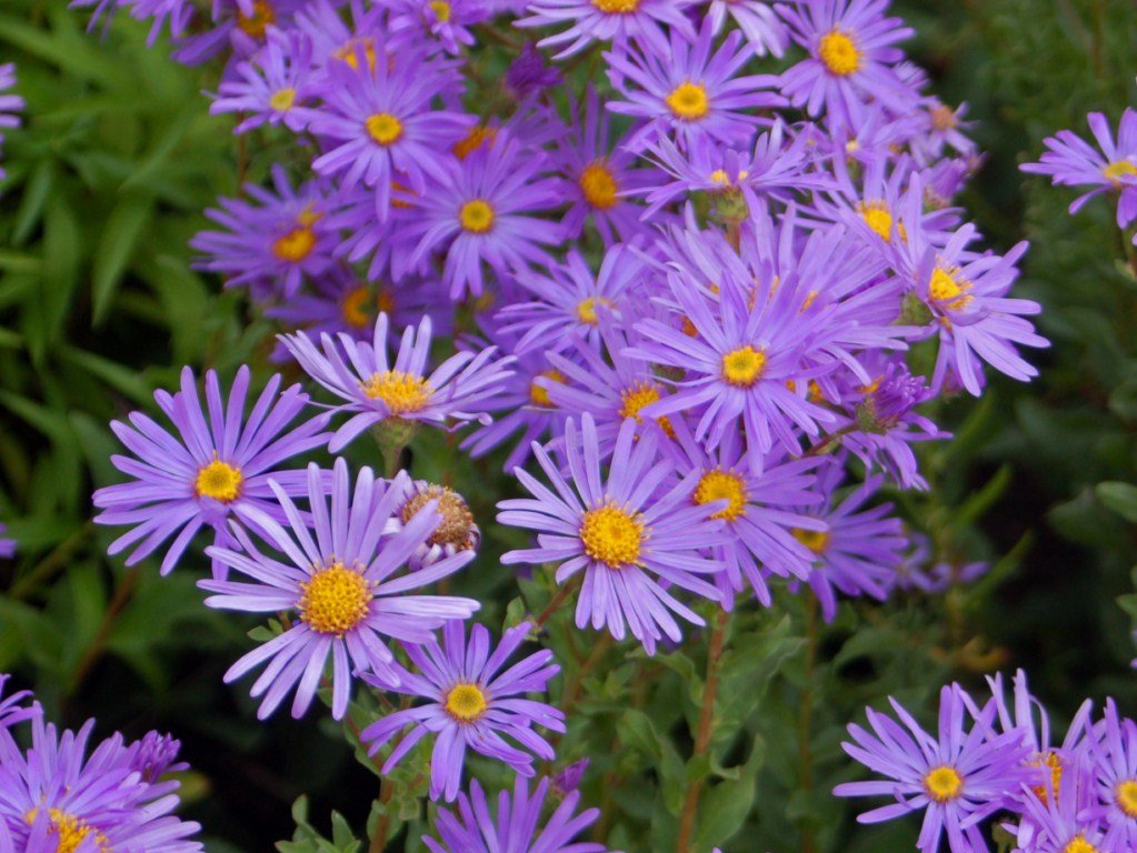 Michigan Flowers That Attract Bees Best Flower Site