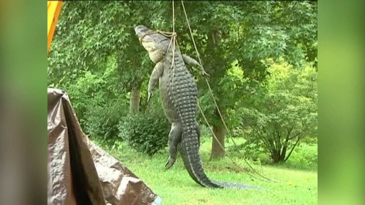 NC alligator that ate dog to go on display