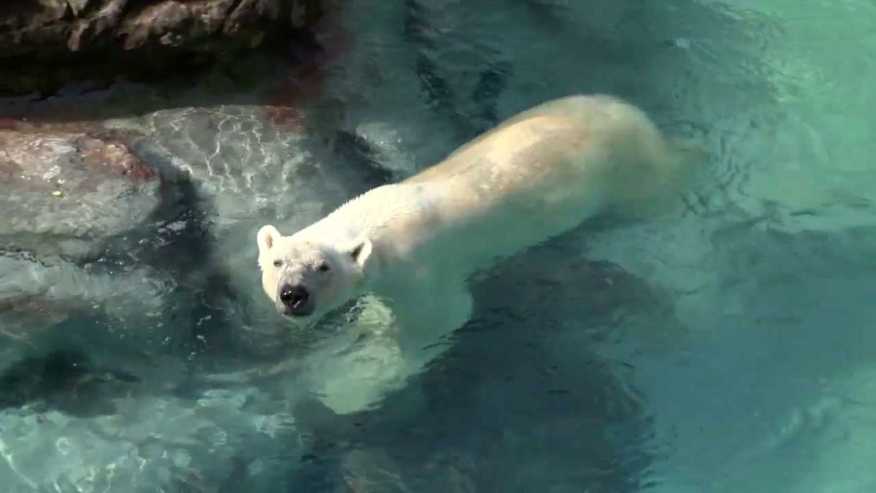 NC Zoo’s ‘adoption’ program benefits animals, zookeeper training