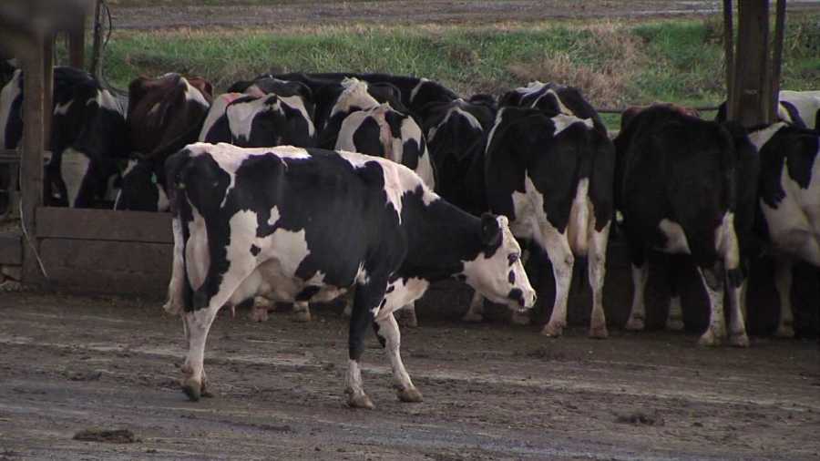 500 cows stolen from New Zealand farm