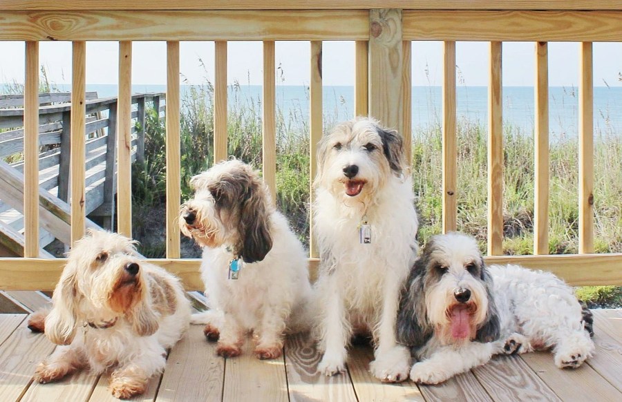 PHOTOS All American Pet Photo Day FOX8 gallery FOX8 WGHP