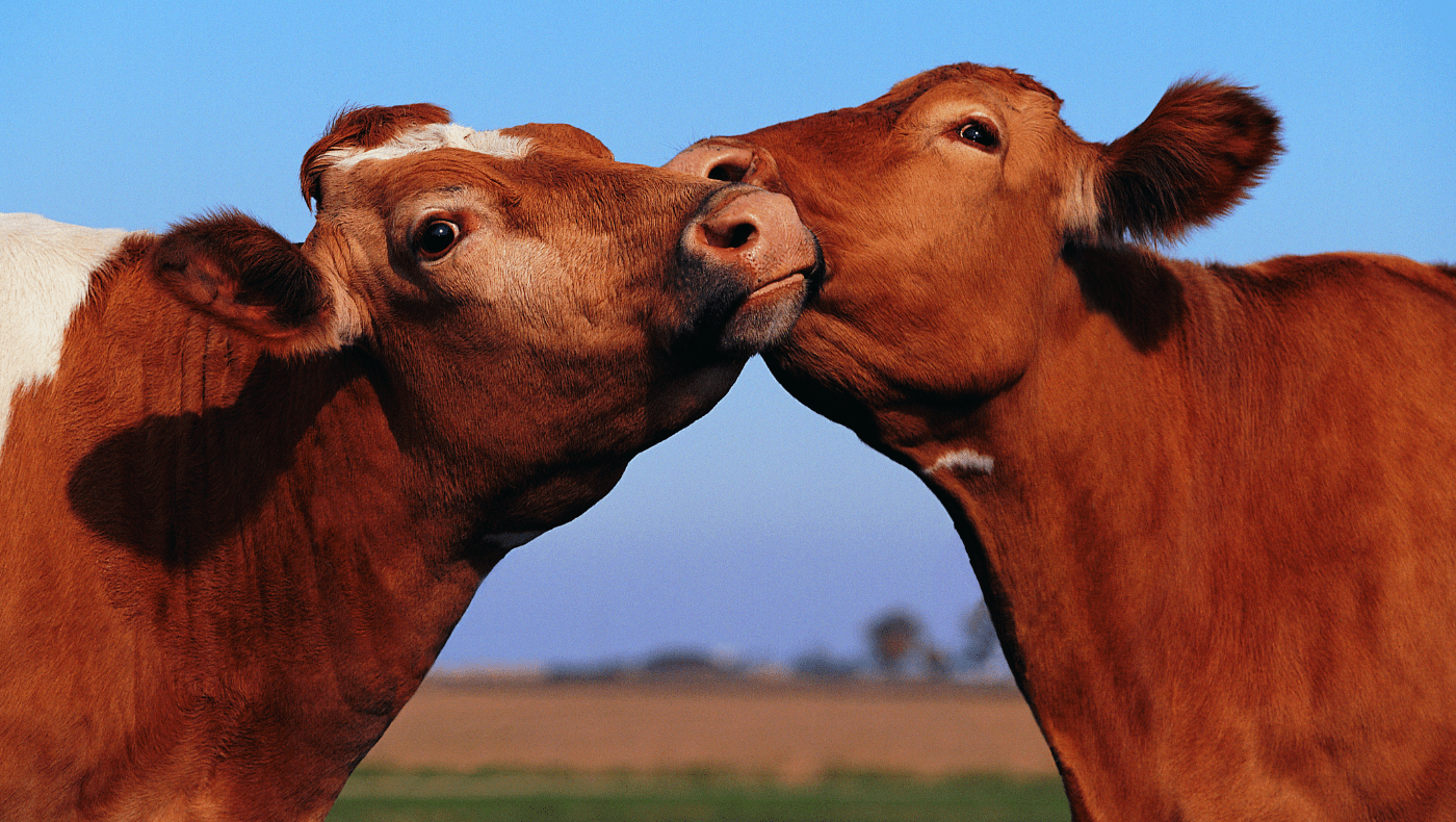 Nearly 10 of Americans think chocolate milk comes from brown cows