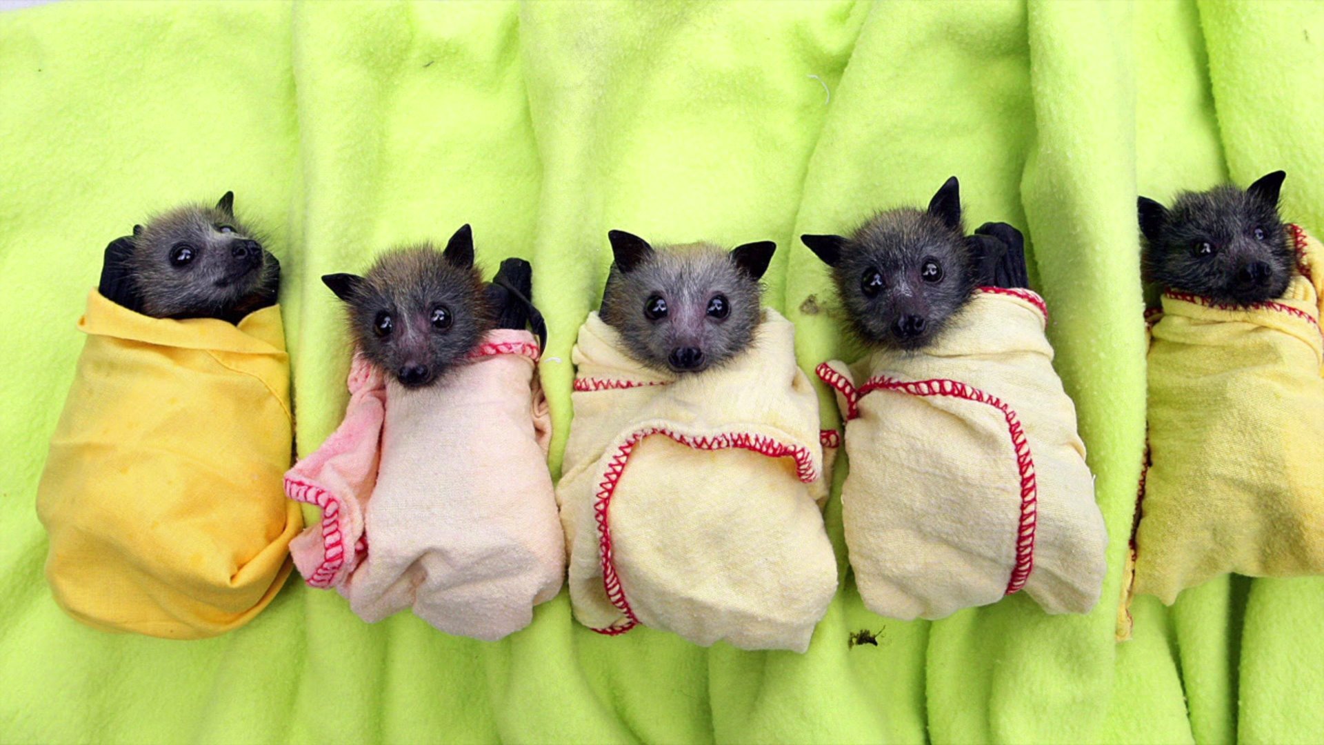 Fruit Bats As Pets