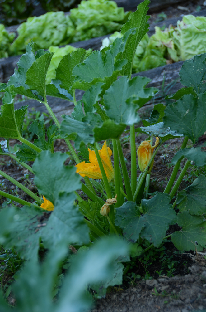 Courgette and feta salad. Myfrenchkitchen