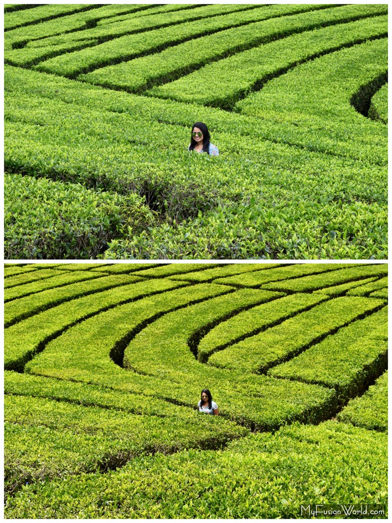 TEA PLANTATION MyFusionWorld