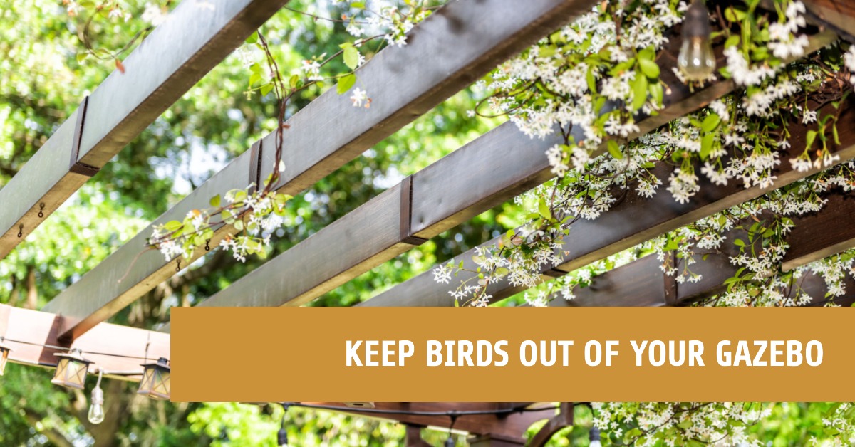 How to Keep Birds Out of my Gazebo (Explained!)