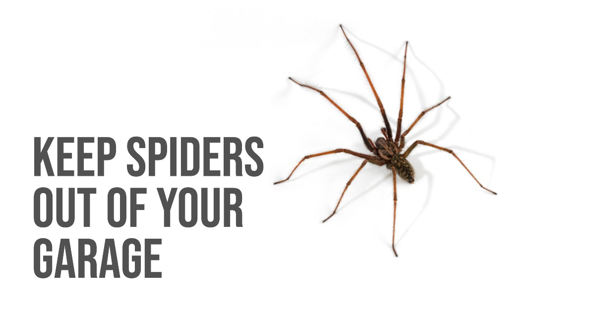 How to keep spiders out of garage (Top Tips!)