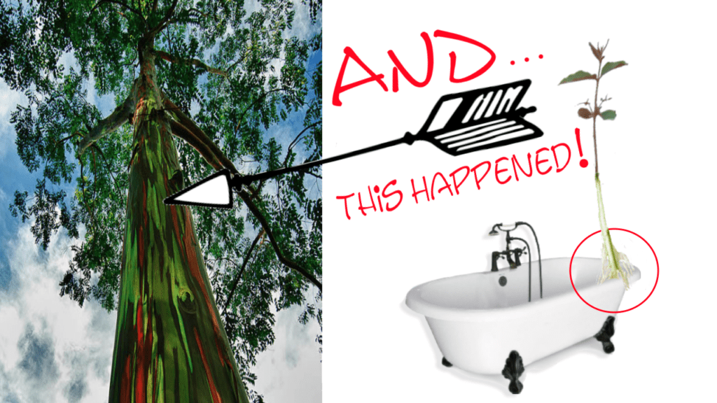 Grow A Rainbow Eucalyptus Tree in The Tub! My Garden Channel