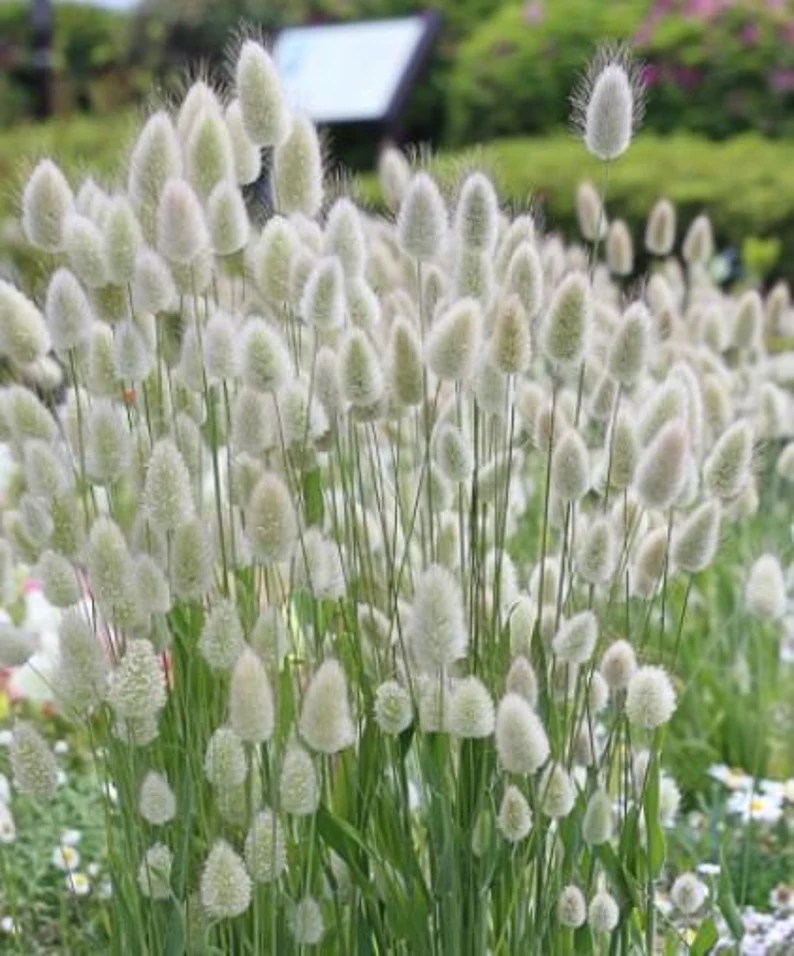 Bunny Tails Grass mygardenchannel
