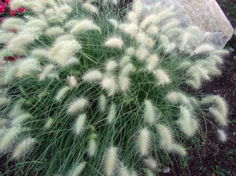 Dwarf Little Bunny Grass mygardenchannel