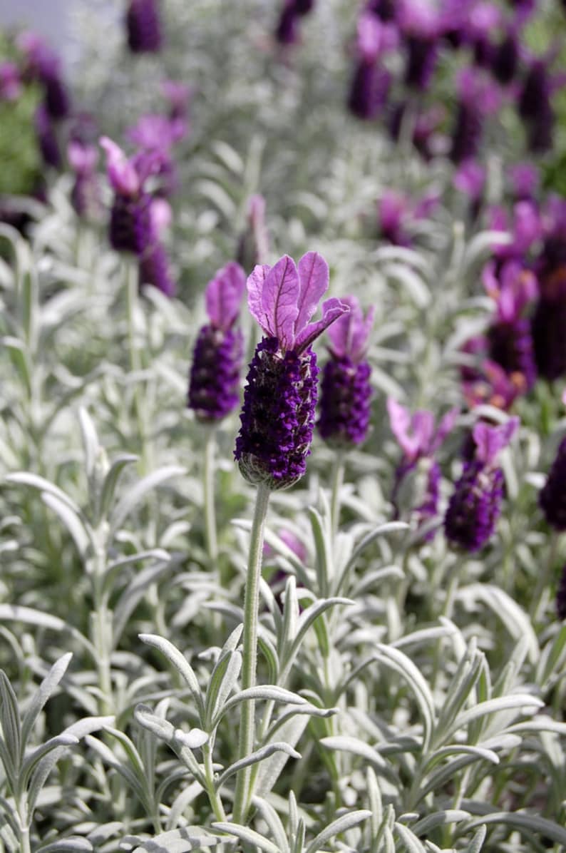 Lavender Silver Anouk Care Guide mygardenchannel