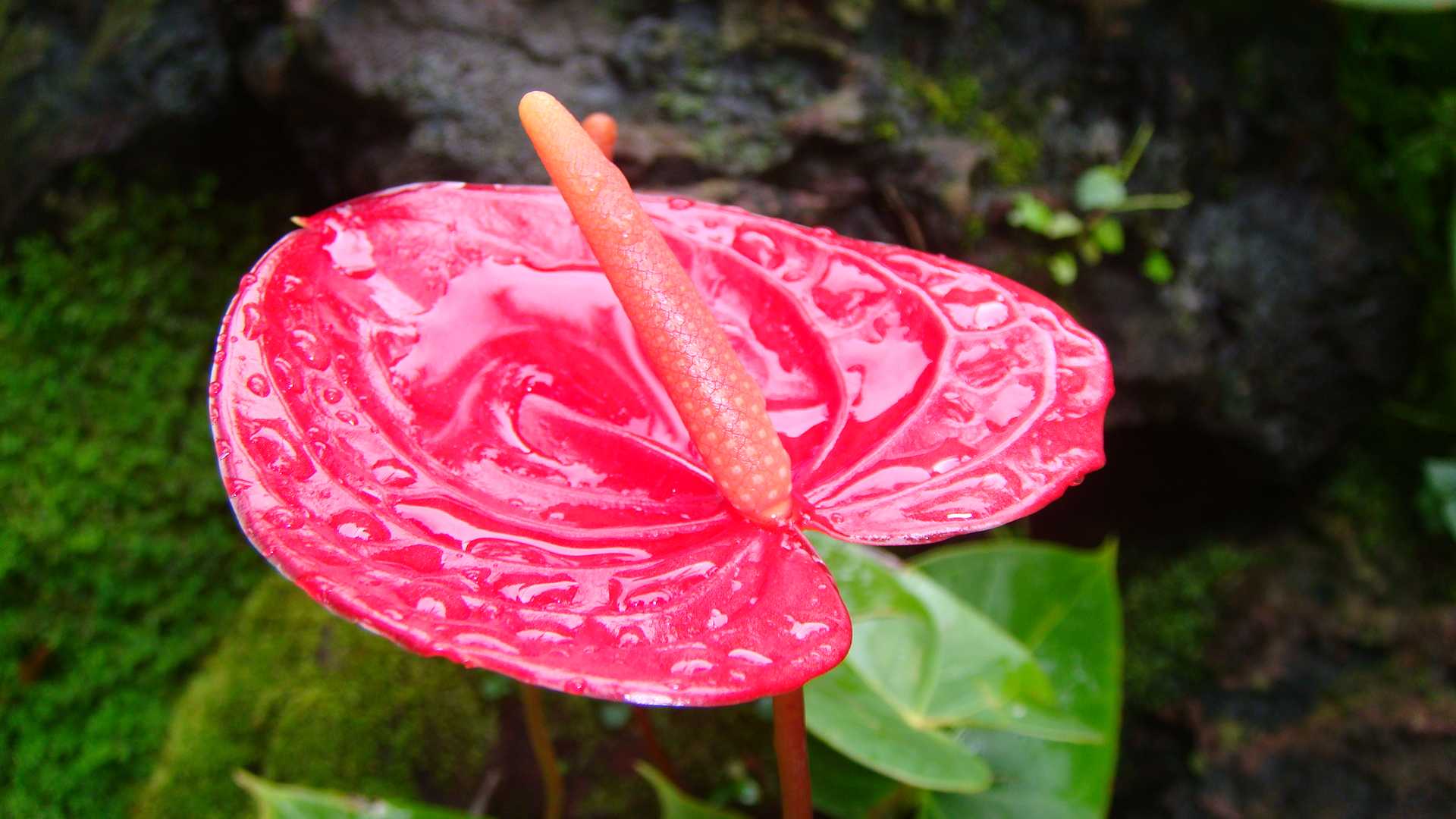 20 Flowers That Start With A (List of Flower Names A)