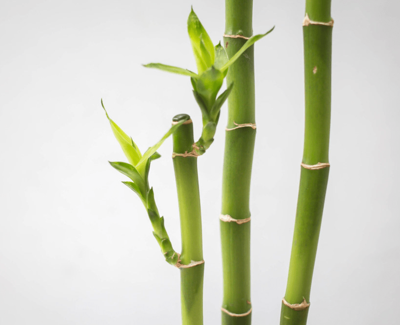 Plants Suitable For Tall Narrow Pots The 5 To Grow!