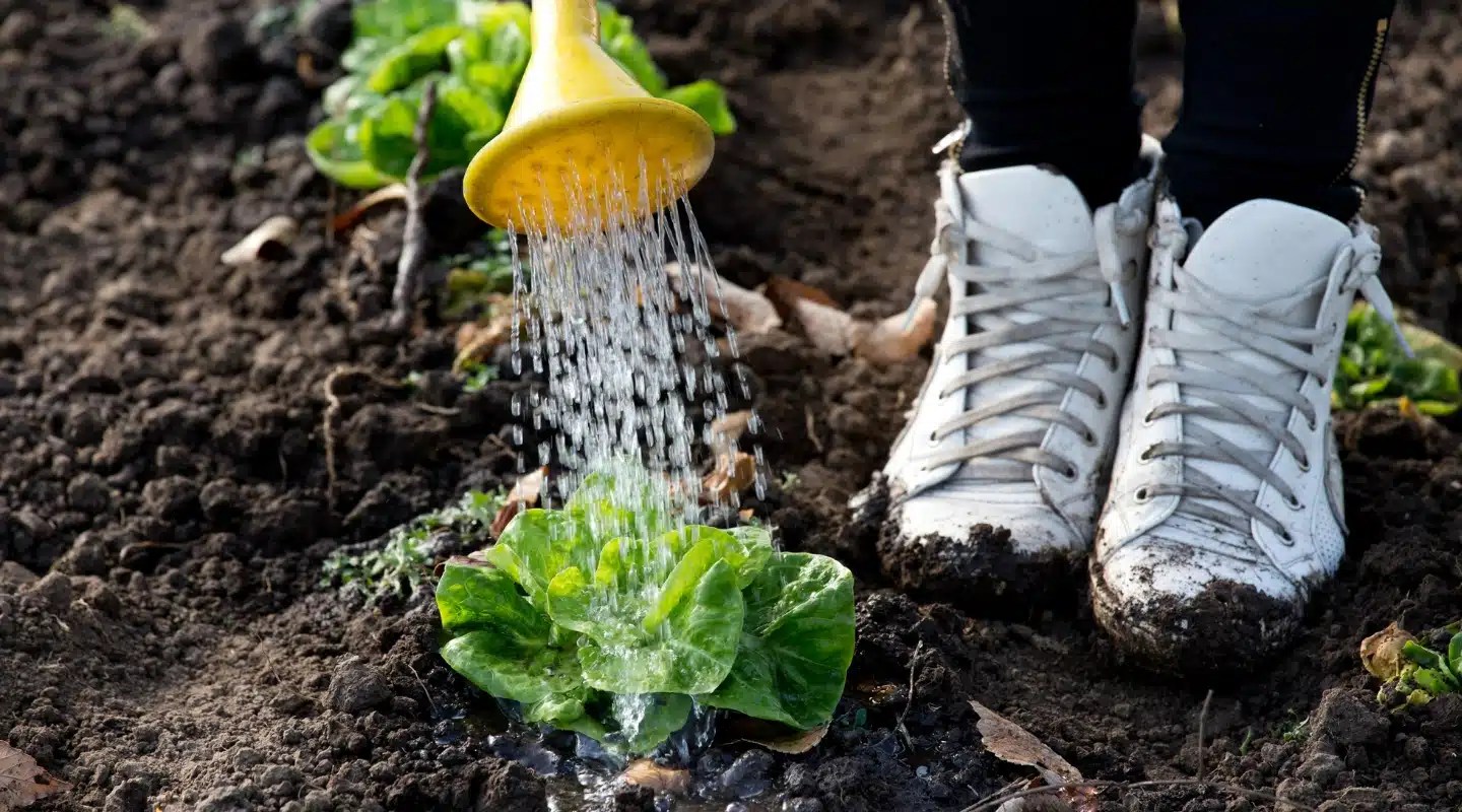 How Often to Water Vegetables? The Ultimate Bed Gardening Guide