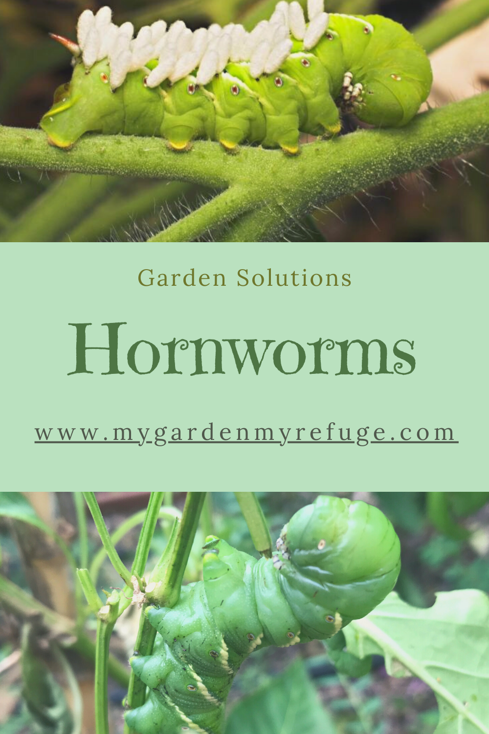 How To Identify Hornworm From Other Similar Worms? Wellness Gardens
