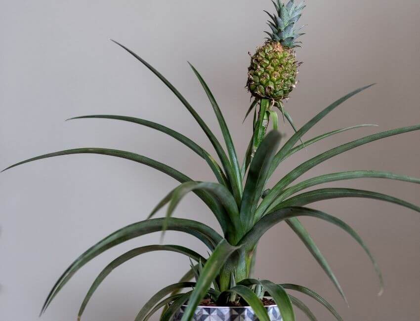 Indoor Pineapple Plant Care (Ananas Comosus) My Garden Plant