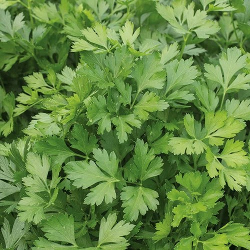 Italian Parsley Gardyn