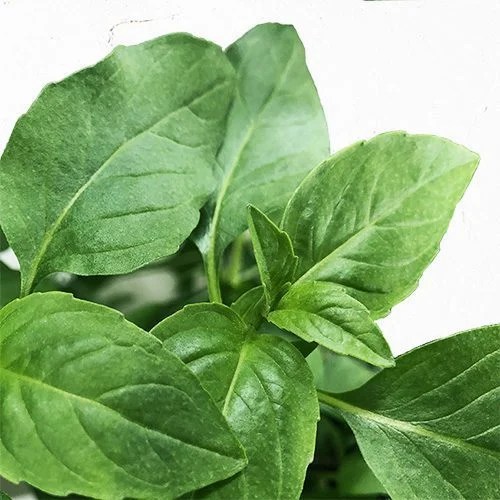 Sweet Thai Basil Gardyn