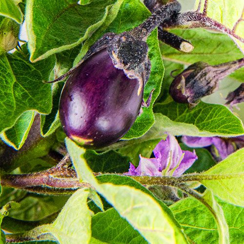 Mini Eggplant Gardyn
