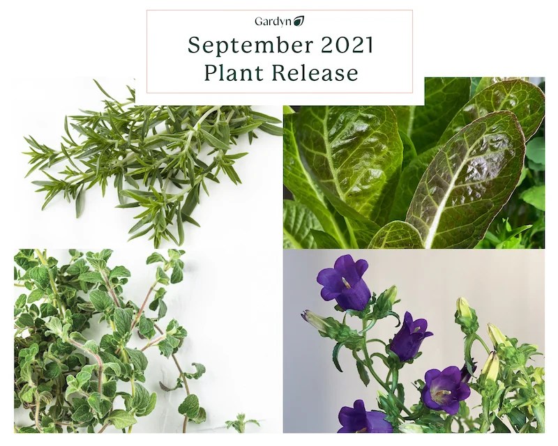 September Plant Release Breen, Campanula, Savory and Zaatar Gardyn