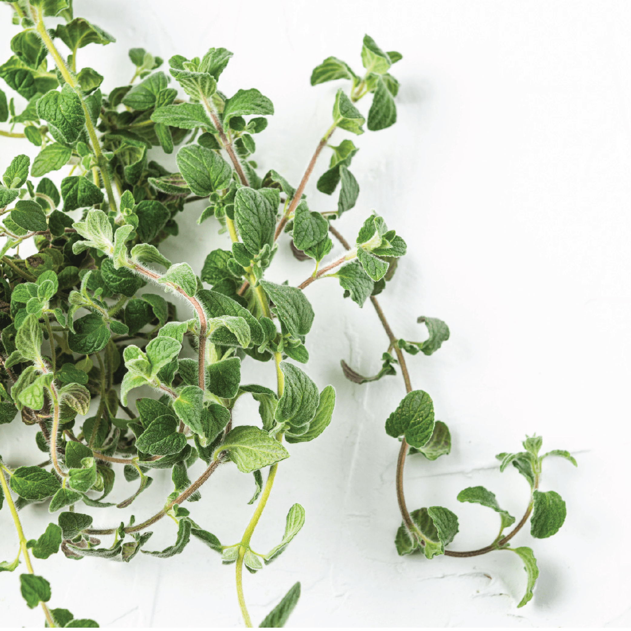 September Plant Release Breen, Campanula, Savory and Zaatar Gardyn