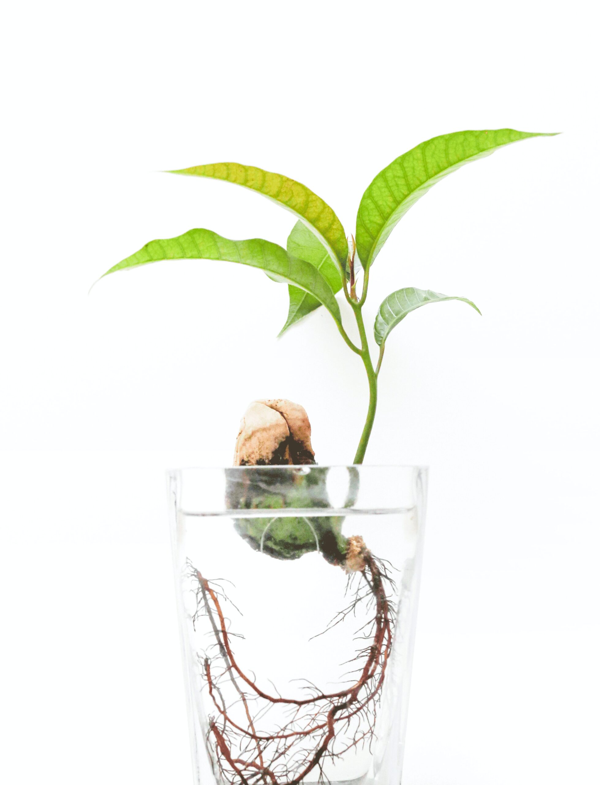 What is Hydroponics? How it Works and Why It’s Better Than Soil Gardyn