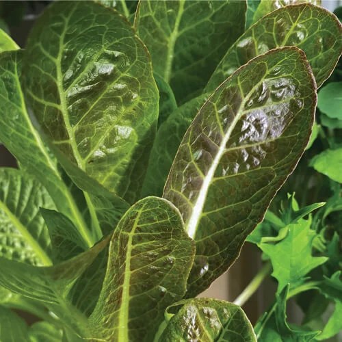 100+ Plants For Indoor Herb & Vegetable Gardens Gardyn