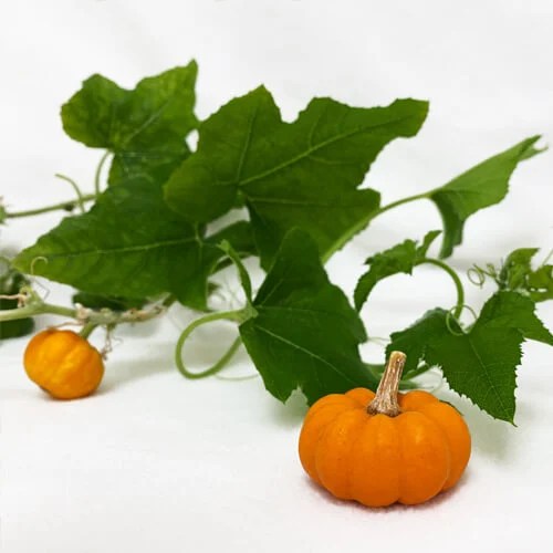 Why Does My Pumpkin Plant Only Produce Male Flowers Best Flower Site