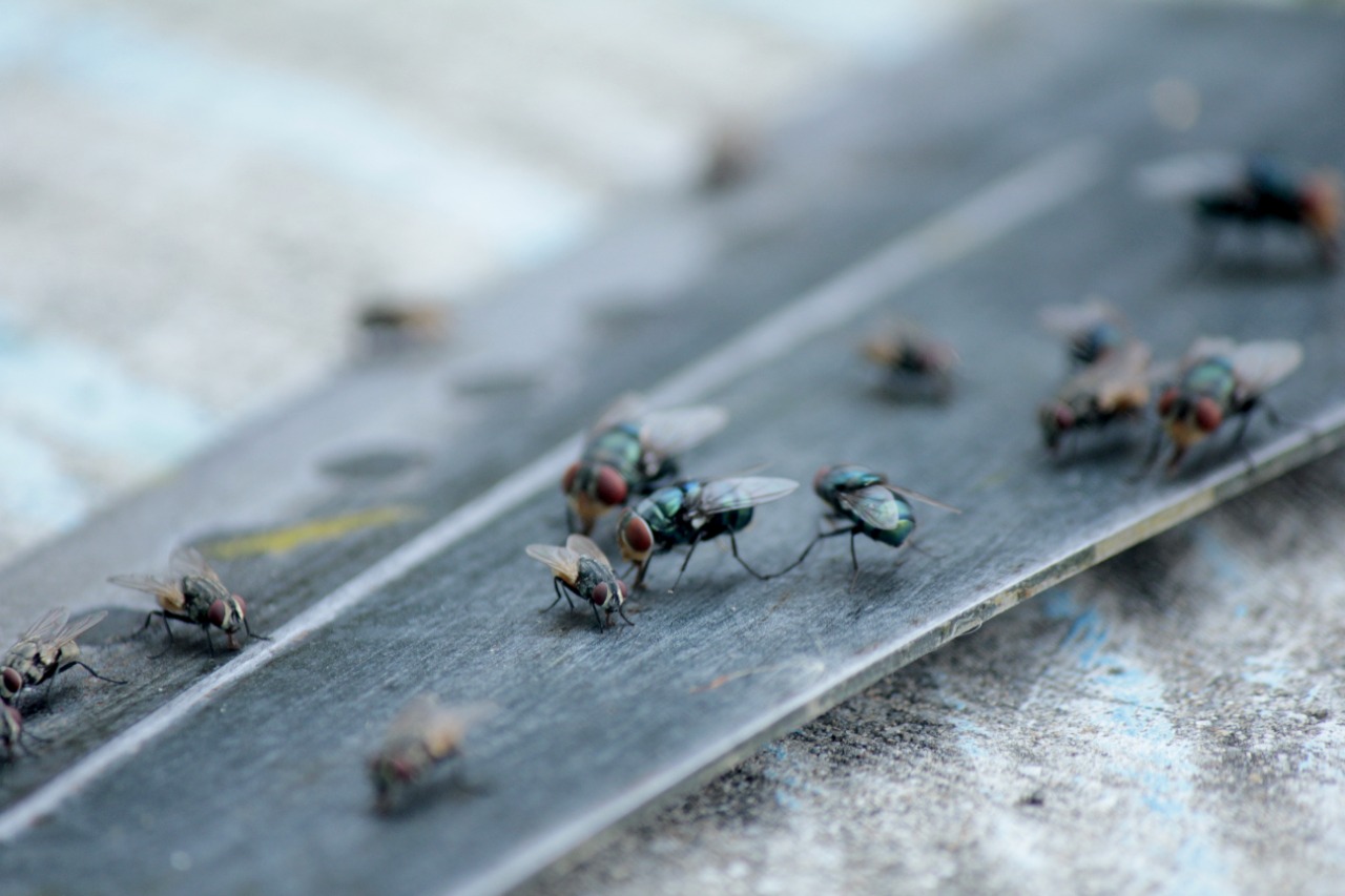 The 10 Most Effective Ways to Get Rid of Houseflies MyGate