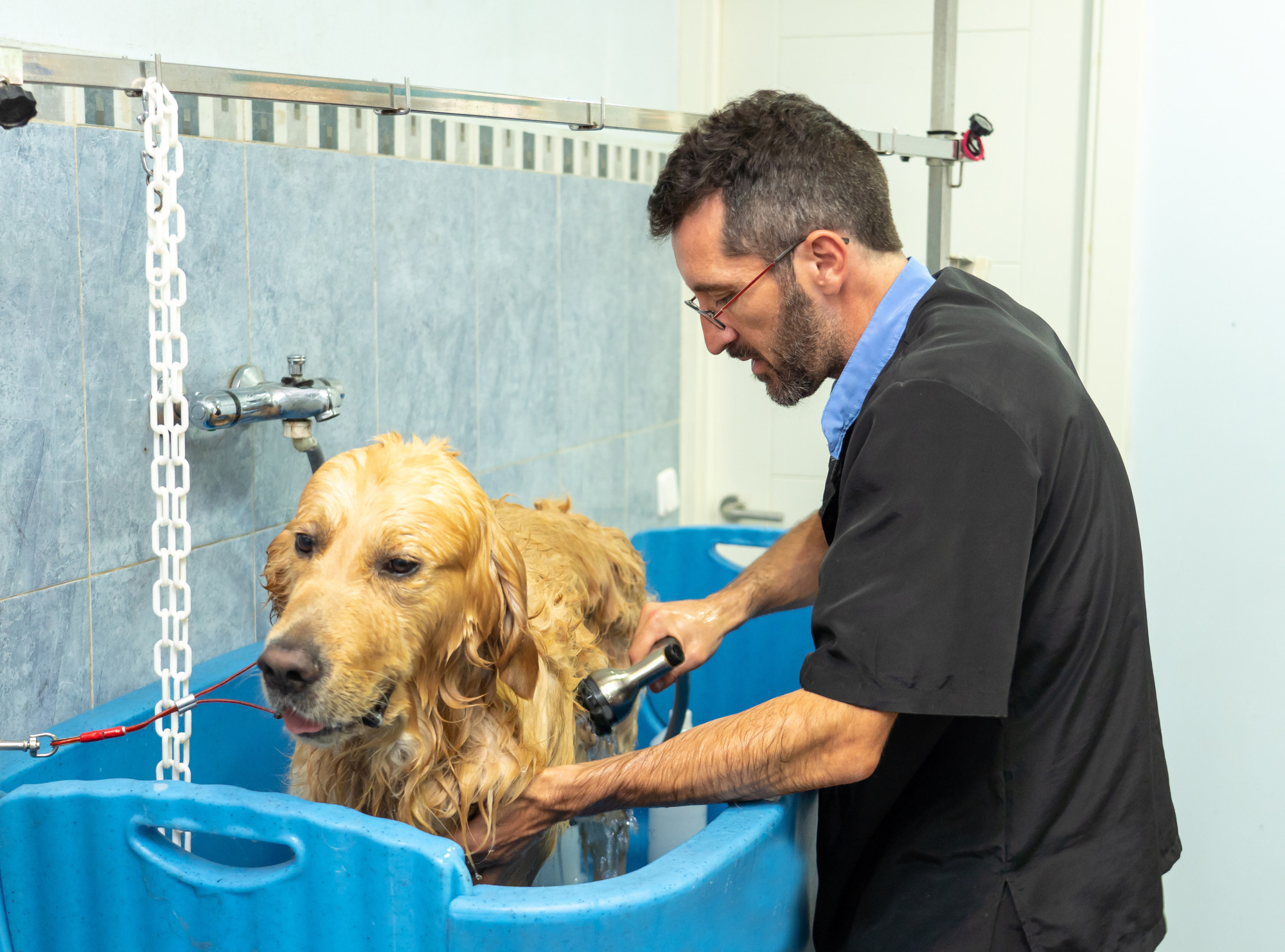 What To Look For in a Dog Grooming Service My Girly Space