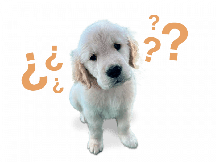 FAQ My Golden Retriever Dogs