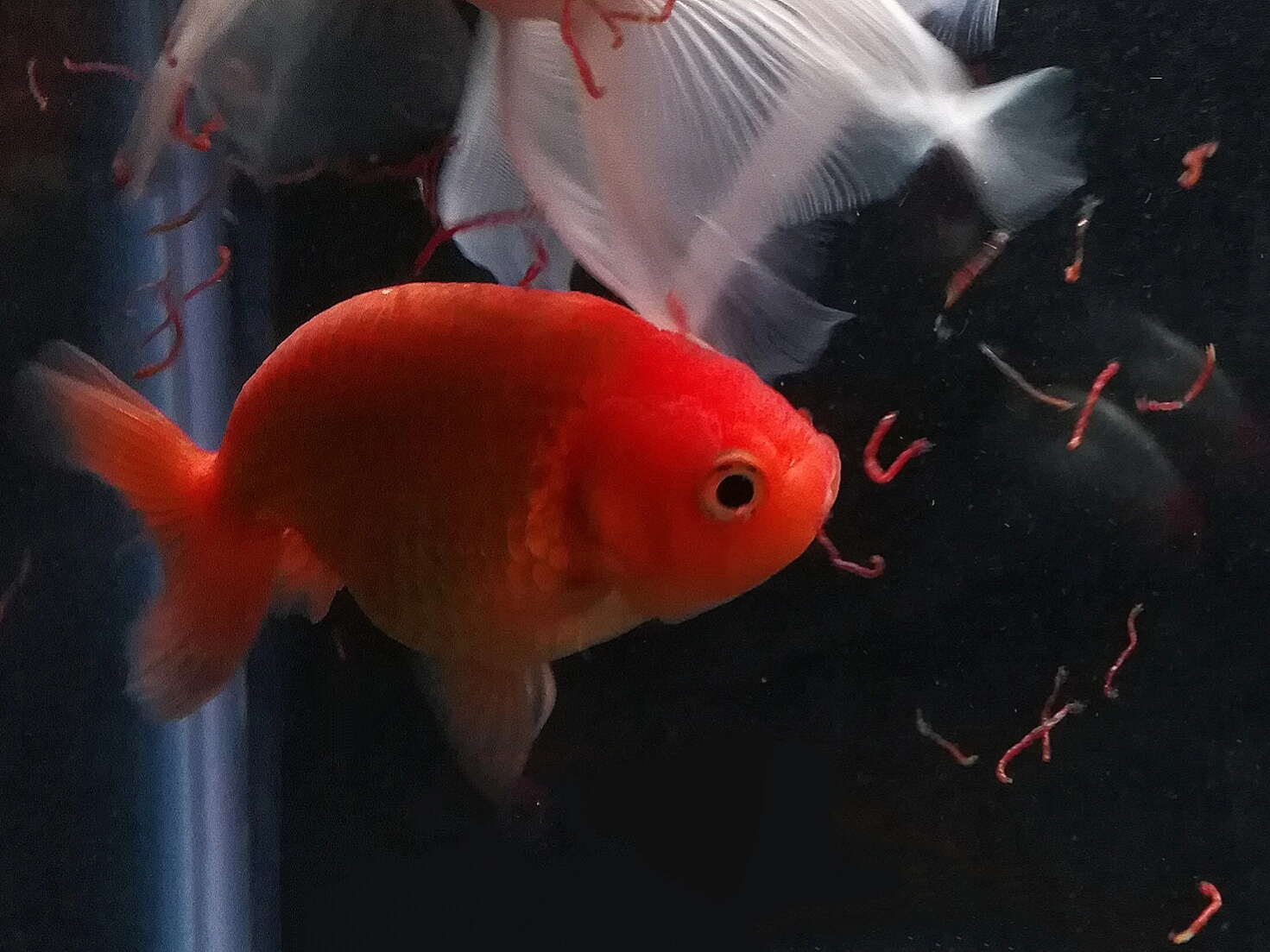 Feeding Time What to feed the goldfish? My Goldfish Is Alive!