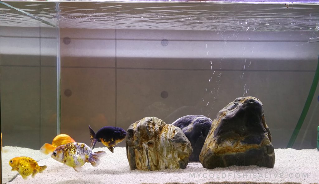 Why do my goldfish keep dying? Getting to the root of the problem My Goldfish Is Alive!