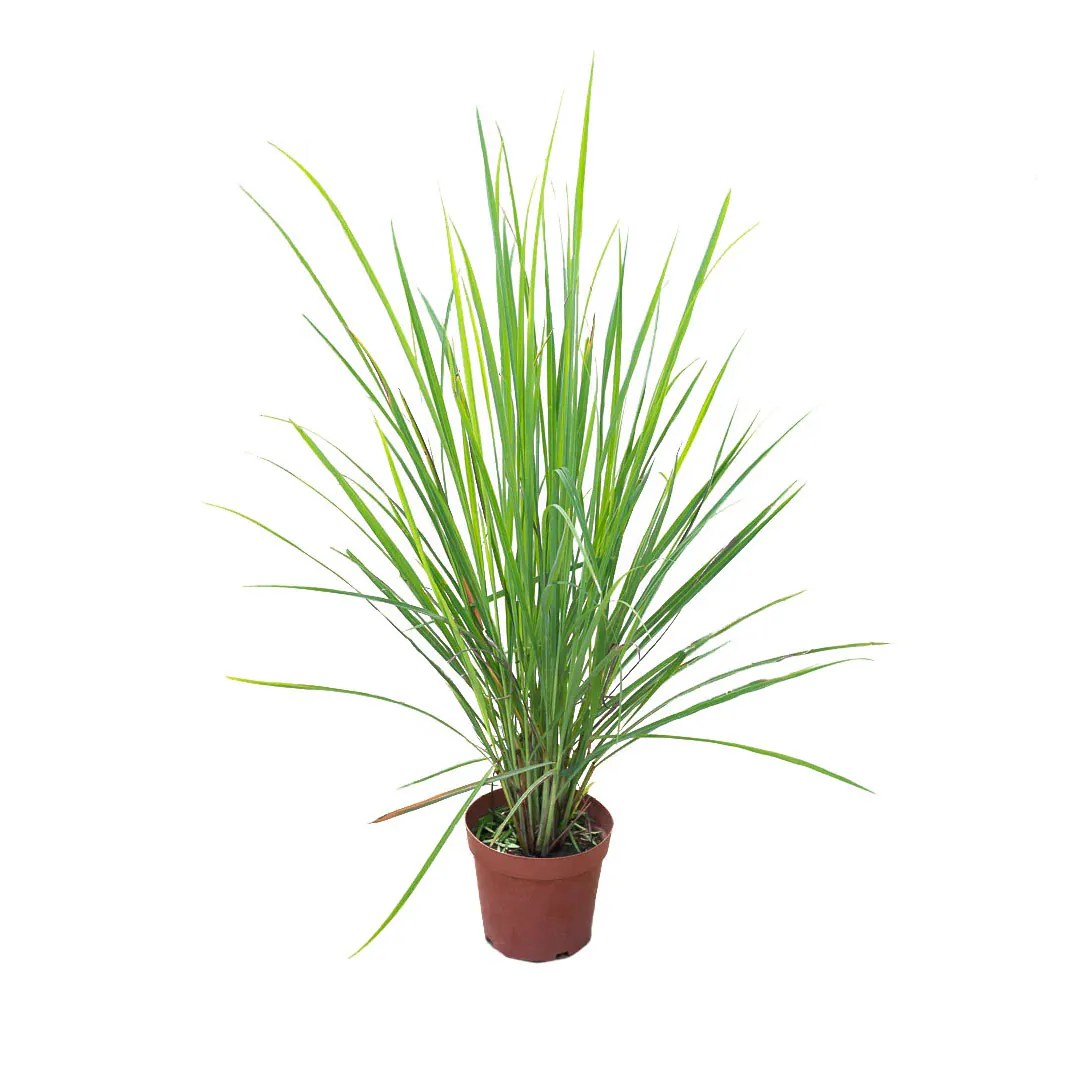 Buy Lemon Grass Plant Online In Abu Dhabi, Dubai, UAE