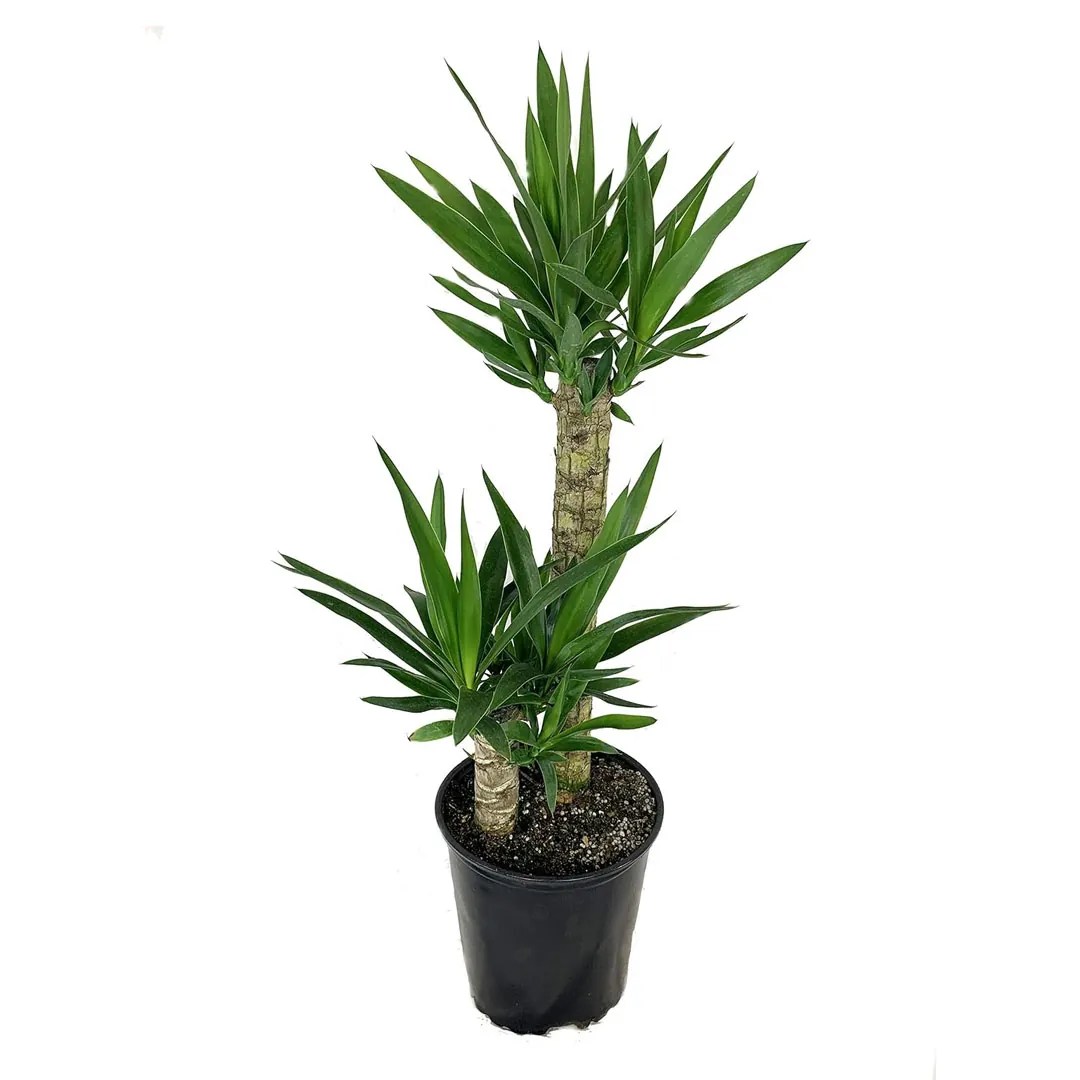 Yucca Tree MyGreenLeaf Buy Indoor & Outdoor Plants online in Abu
