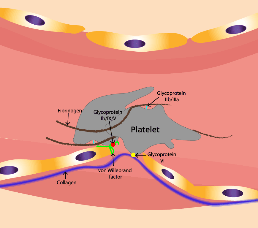 von Willebrand Disorder (vWD) Symptoms & Diagnosis