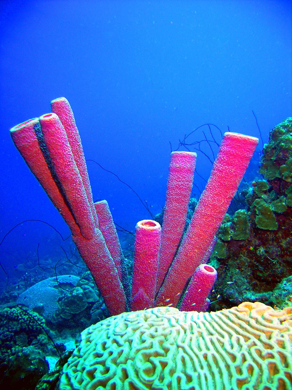 Purple Tube Sponges Purple Tube Sponges MY HERO