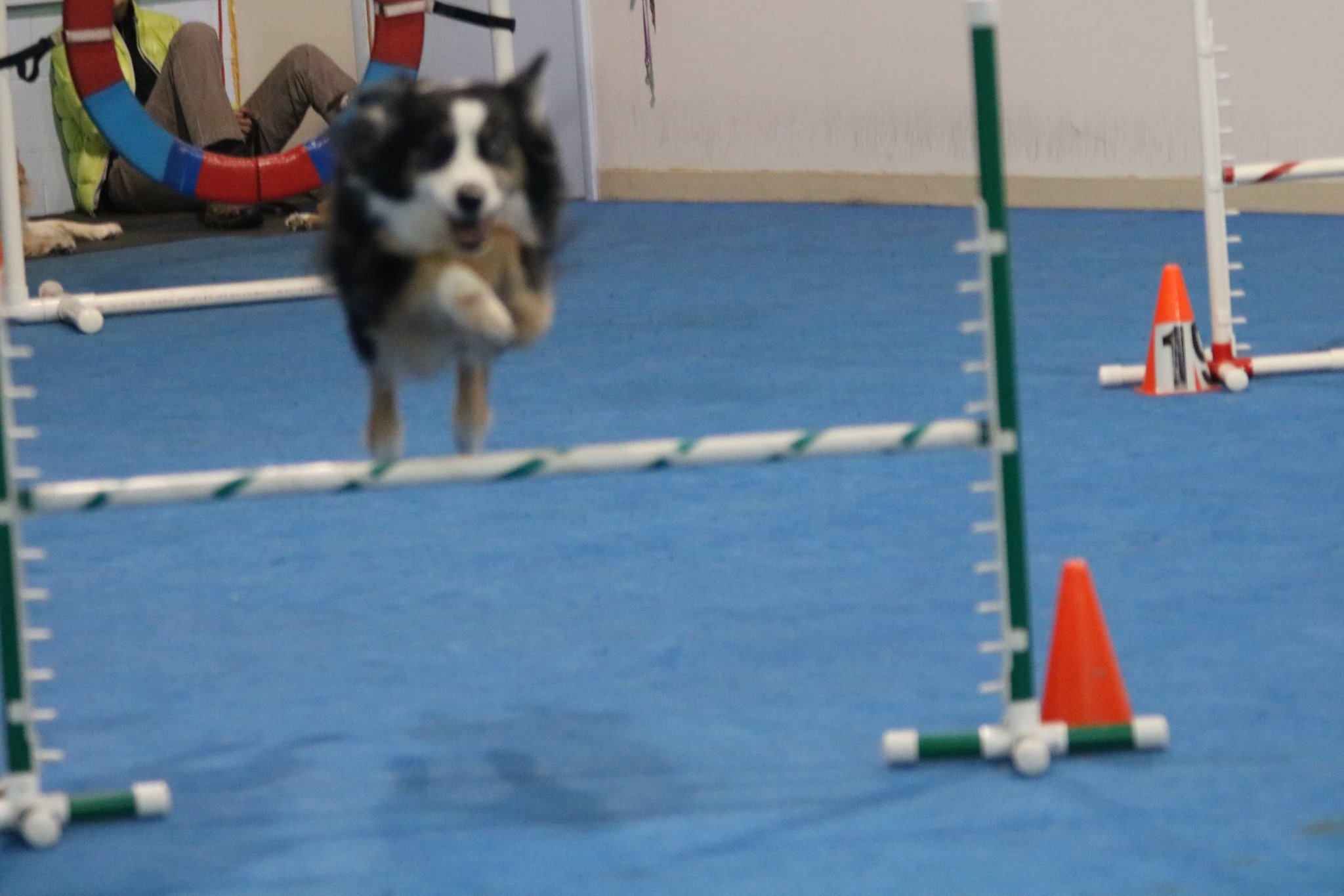 Agility Classes My Hero Dog Training