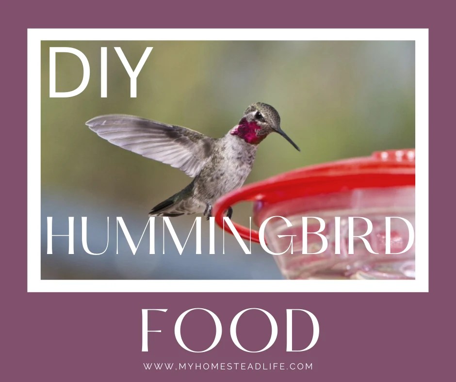 Hummingbird Food DIY Recipe My Homestead Life