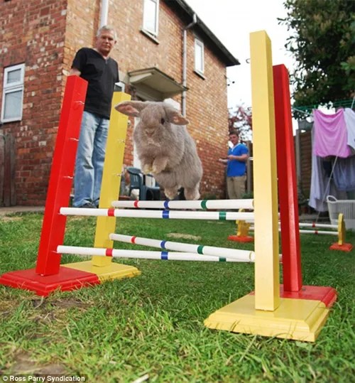 Rabbit Show Jumping in England My House Rabbit