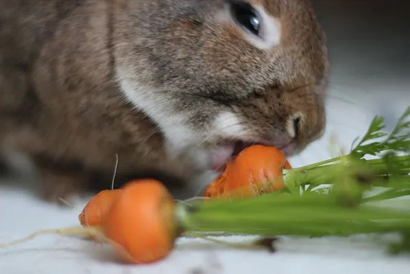 Carrots for Coco and Cosette My House Rabbit