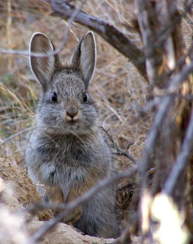 new england cottontail Archives My House Rabbit