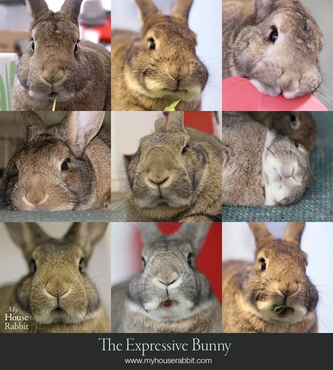 Rabbit Photos Archives Page 2 of 2 My House Rabbit