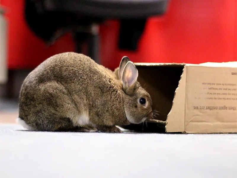 bunnyproof My House Rabbit