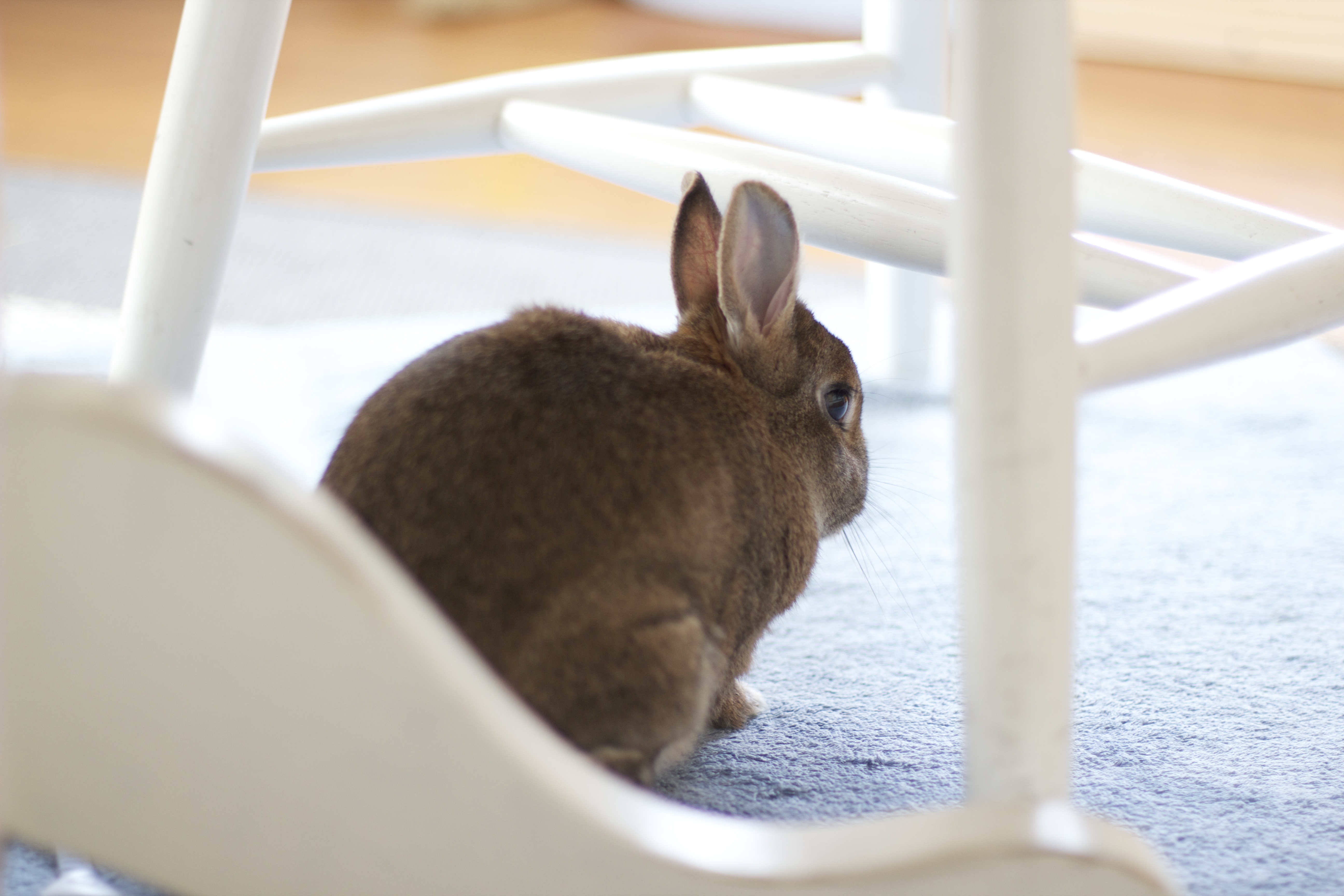 IMG_8778 My House Rabbit