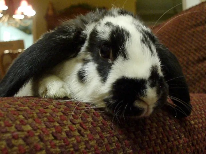 Featured Rabbit Rescue Alabama EARS My House Rabbit