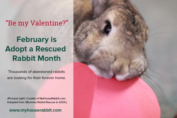 February is Adopt a Rescued Rabbit Month! My House Rabbit