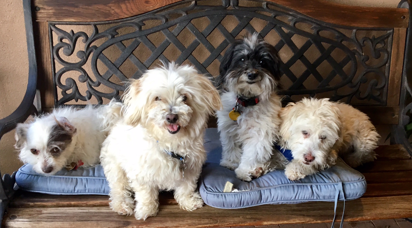 My House Your Little Dog Private Home Dog Boarding Santa Fe New Mexico