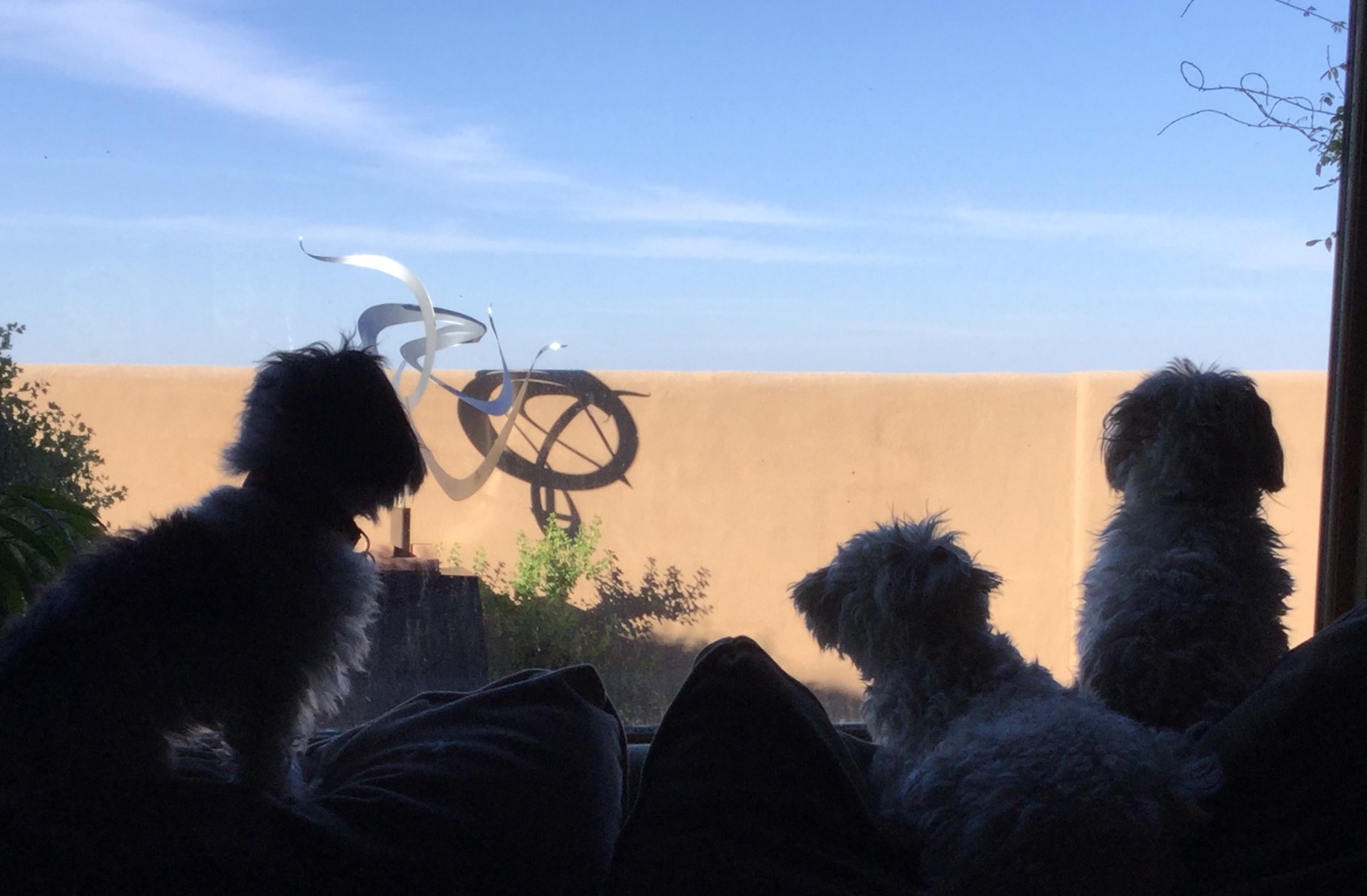 My House Your Little Dog