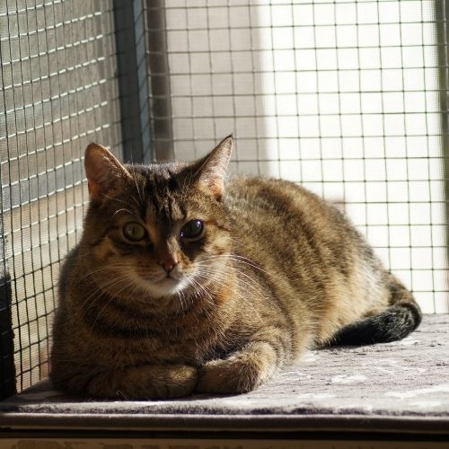 Cat Window Box Ideas for Indoor, Outdoor, Kits and DIY